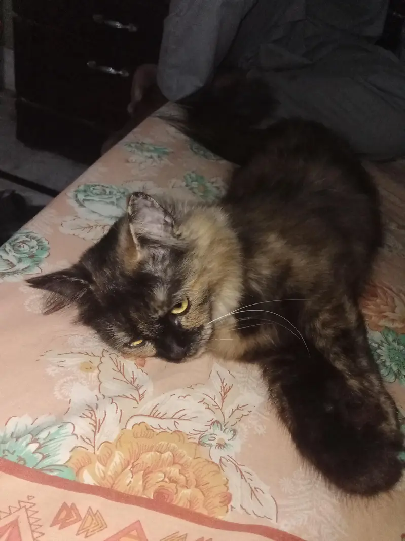 Persian cat for sale — photo 8