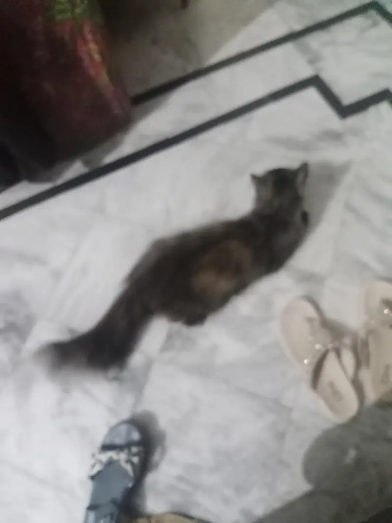 Persian cat for sale — photo 9