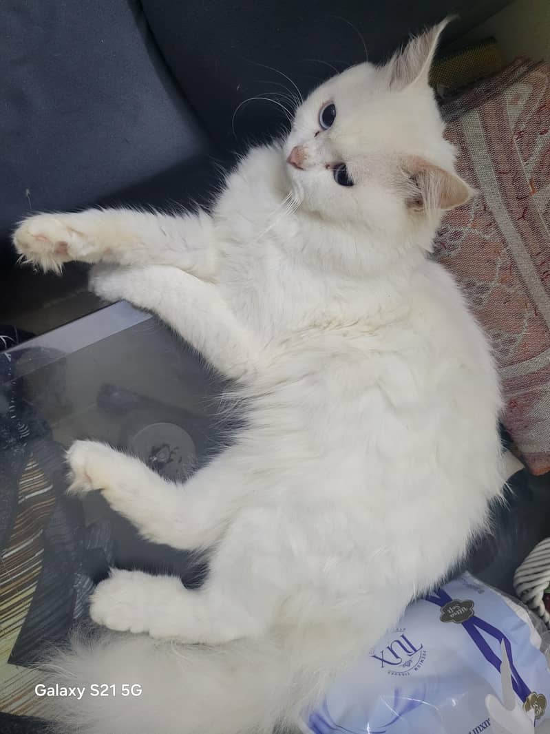 Persian cat 0