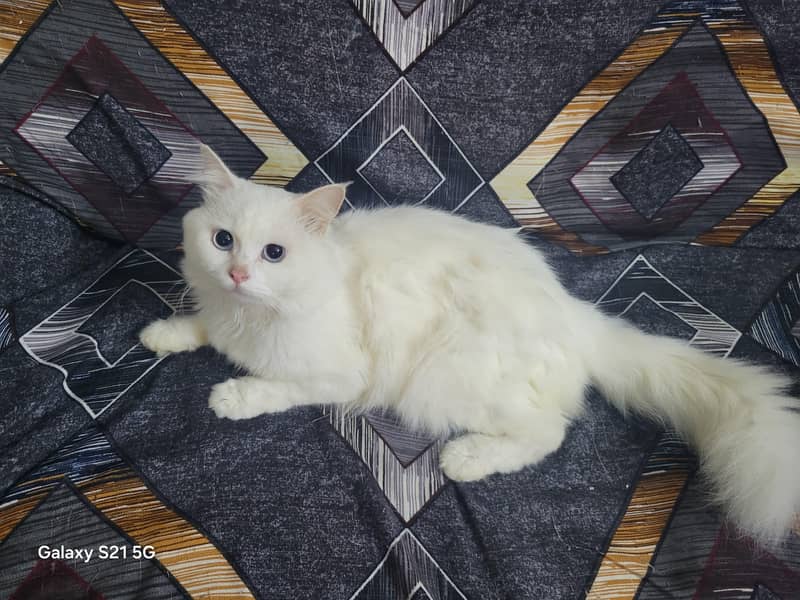 Persian cat 1
