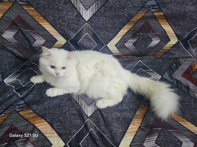 Persian cat 2