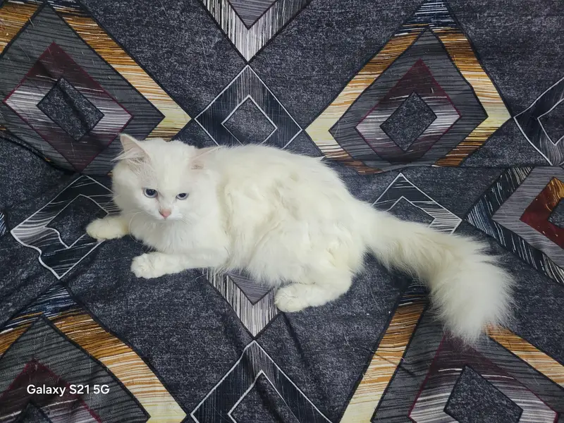 Persian cat — photo 3