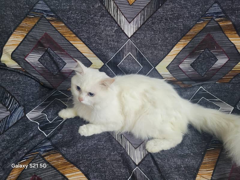 Persian cat 3