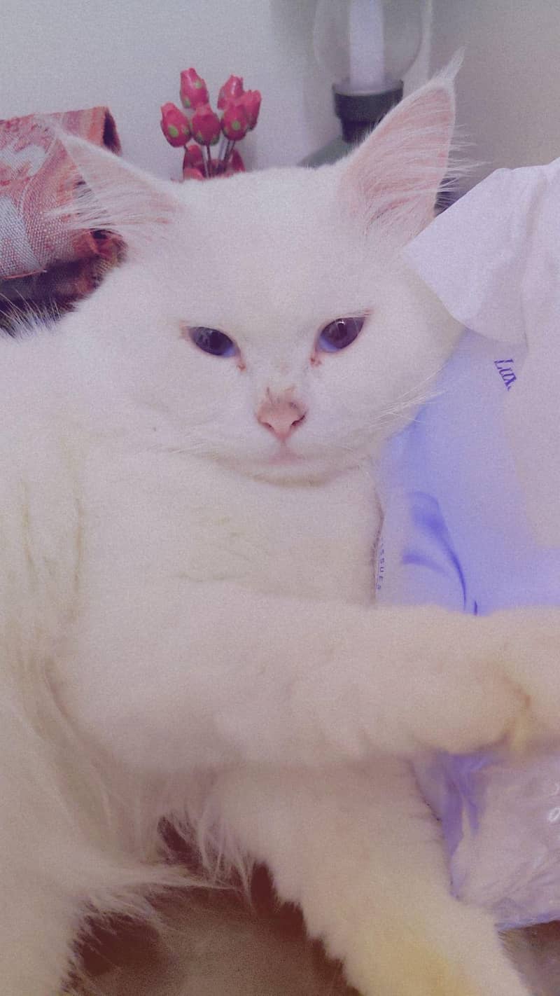 Persian cat 4