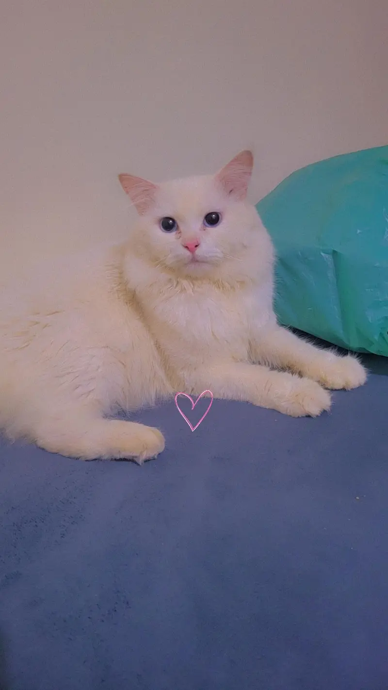 Persian cat — photo 6