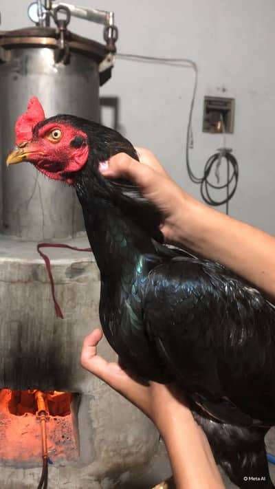 shamo one female