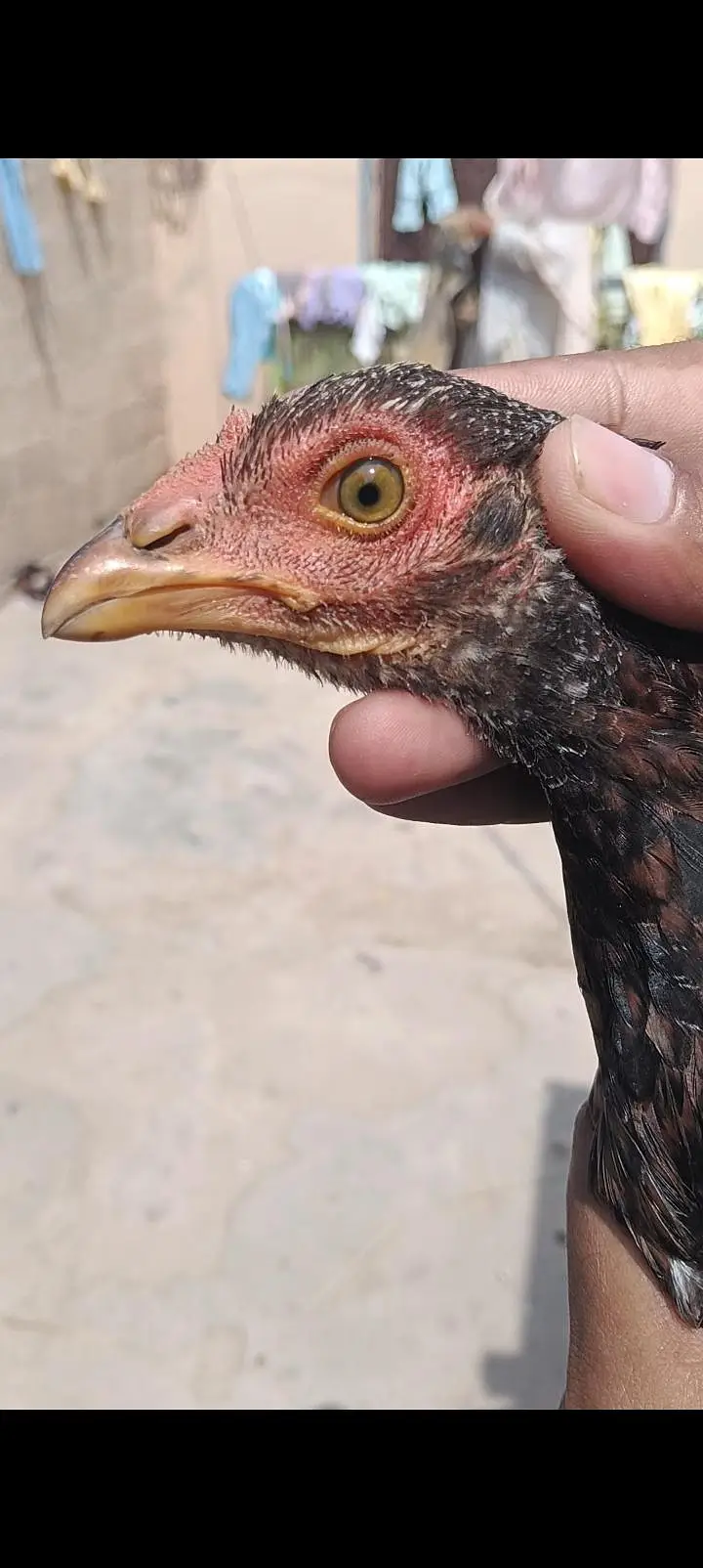 aseel hen pathyan — photo 2