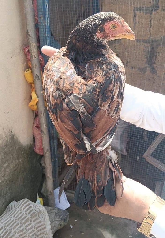 aseel hen pathyan 2