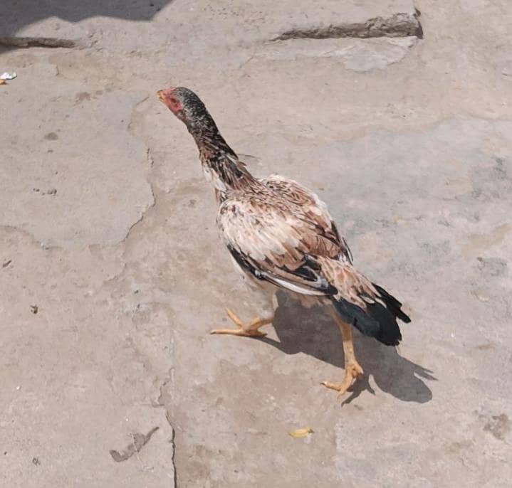 aseel hen pathyan 3