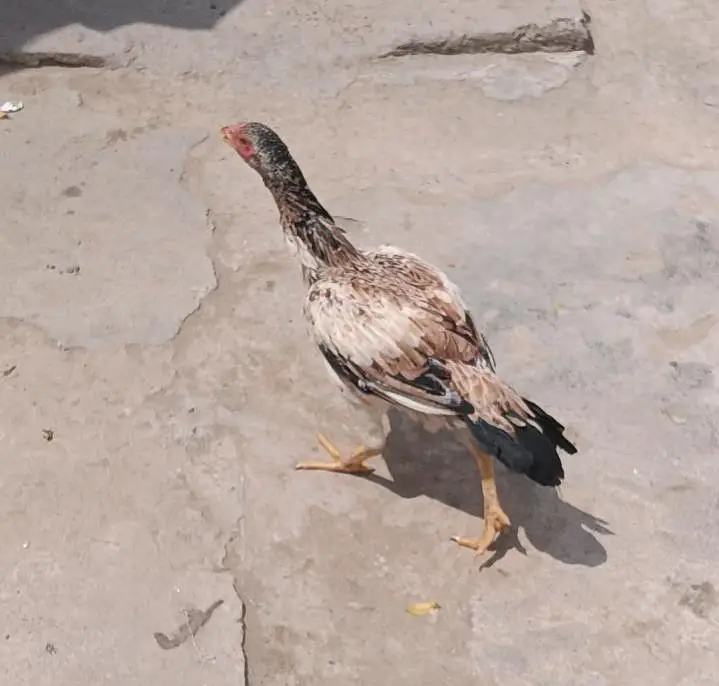 aseel hen pathyan — photo 4