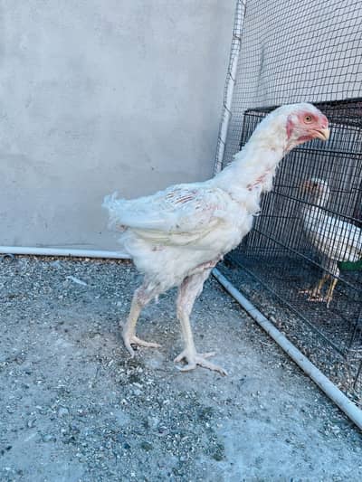 Qandhari Females For Sale