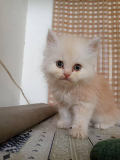 high quality person kitten for sale