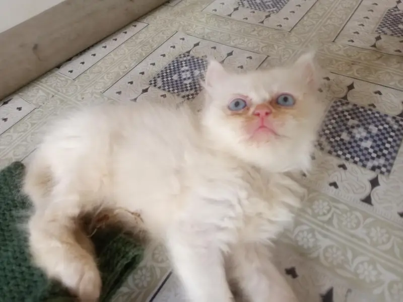 high quality person kitten for sale — photo 2