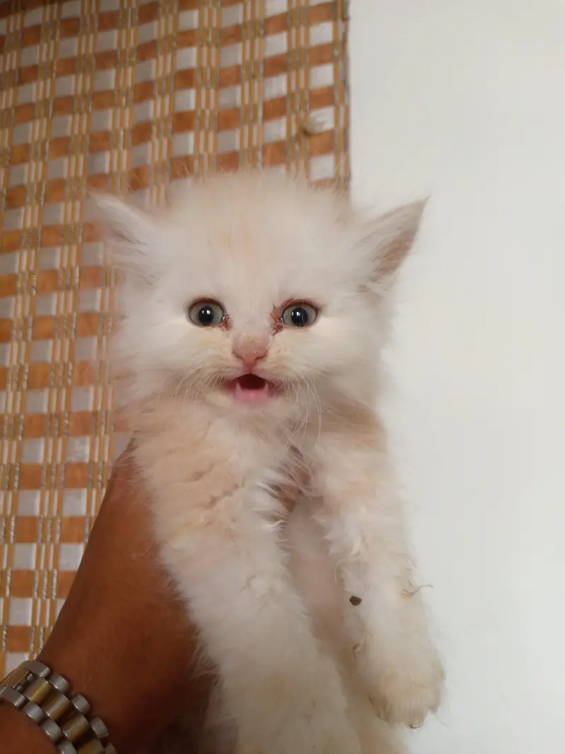 high quality person kitten for sale — photo 3