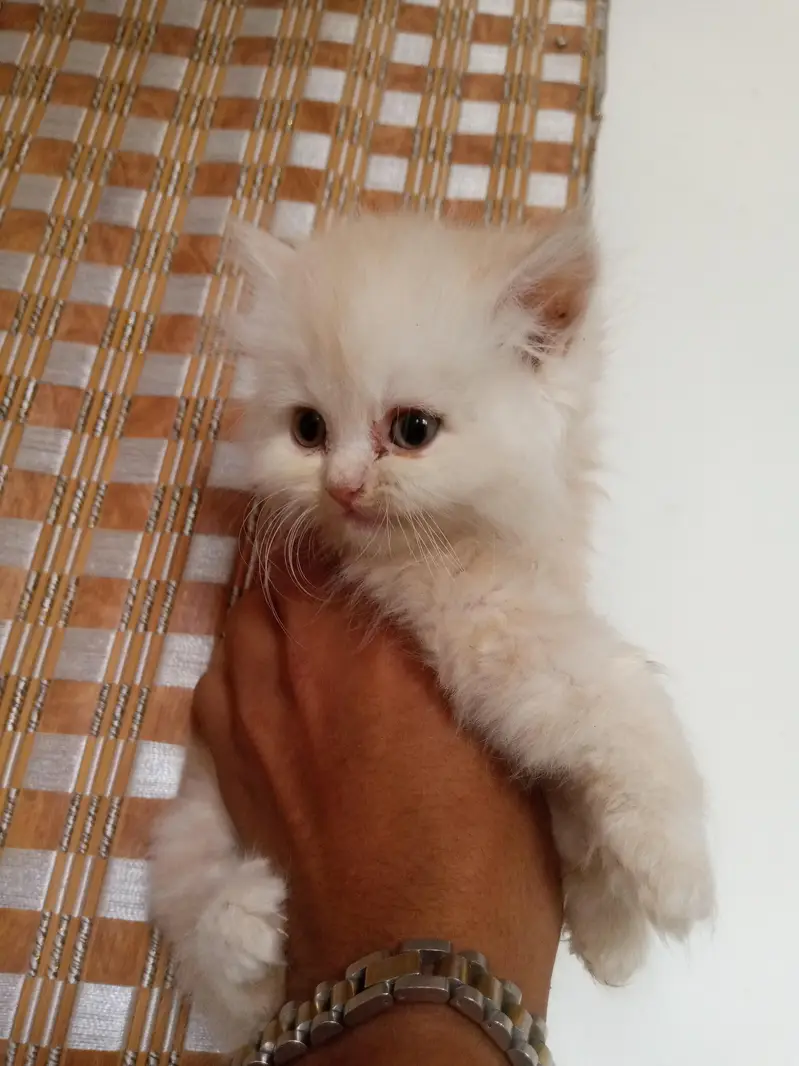 high quality person kitten for sale — photo 4