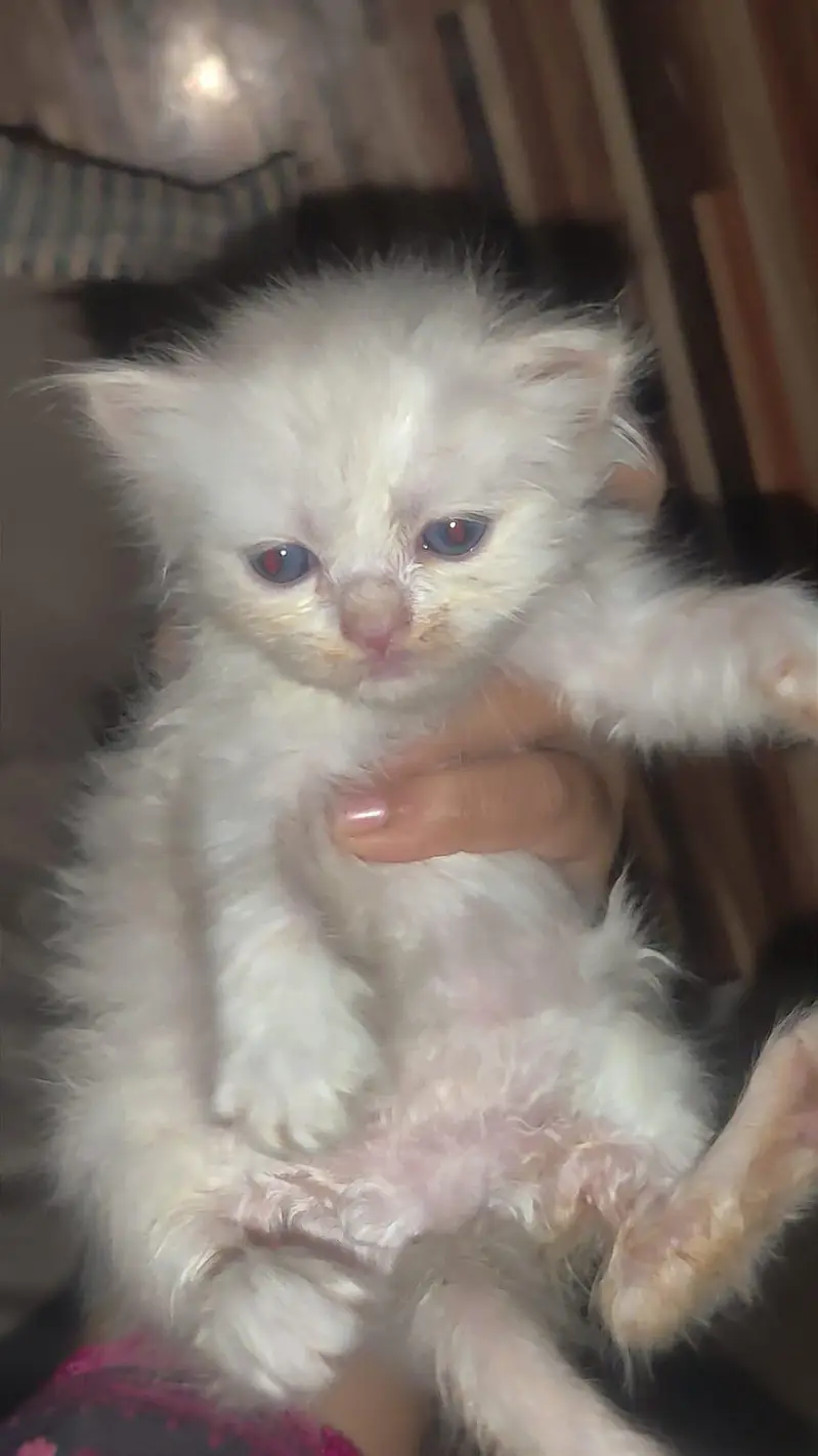 high quality person kitten for sale — photo 5
