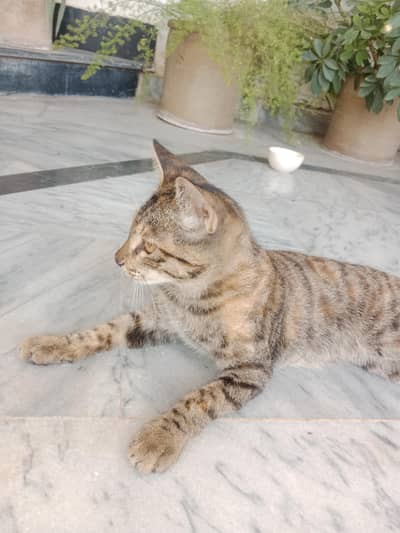 Cat for sale