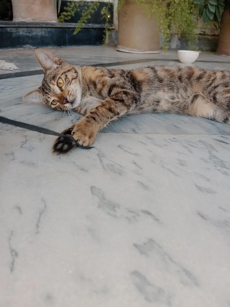Cat for sale — photo 2