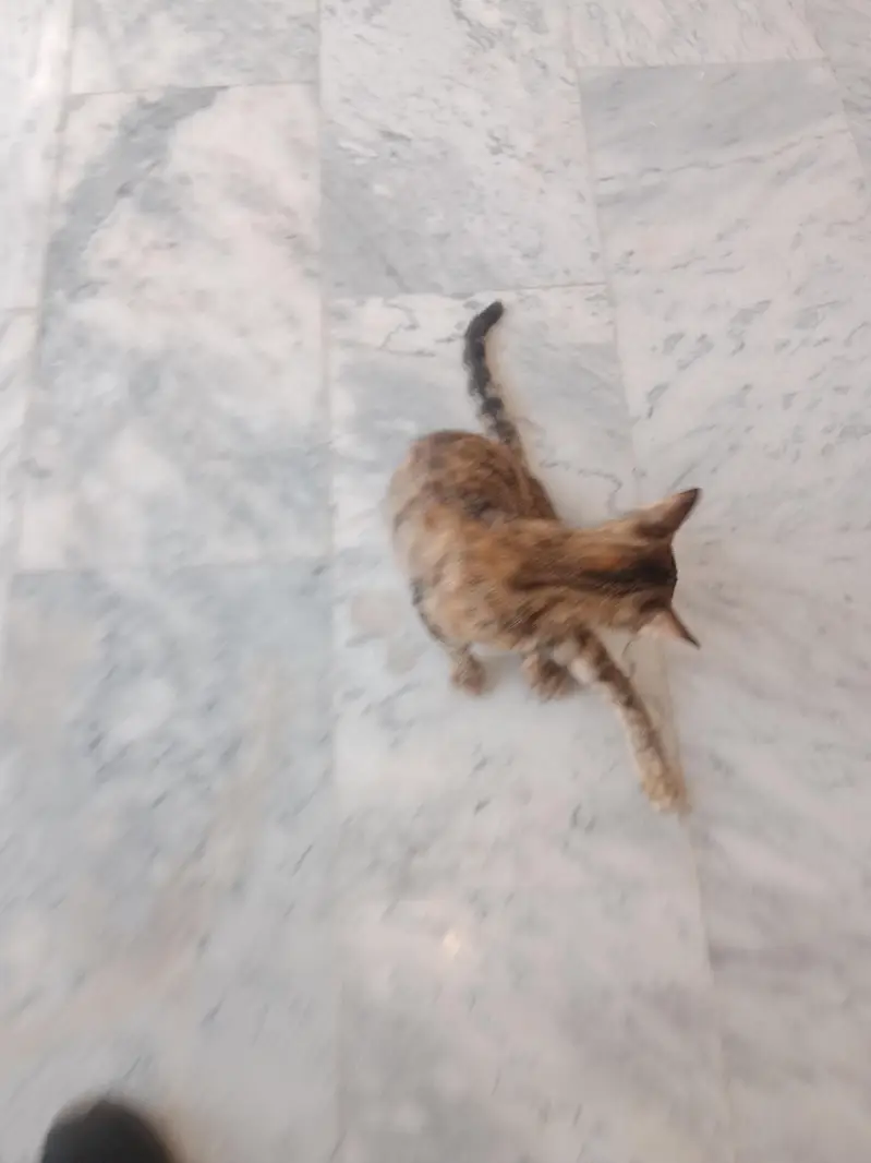 Cat for sale — photo 3