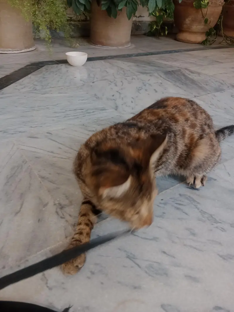 Cat for sale — photo 4