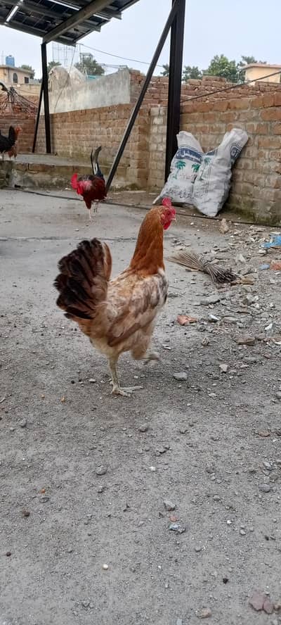 Egg Laying Hens desi misri