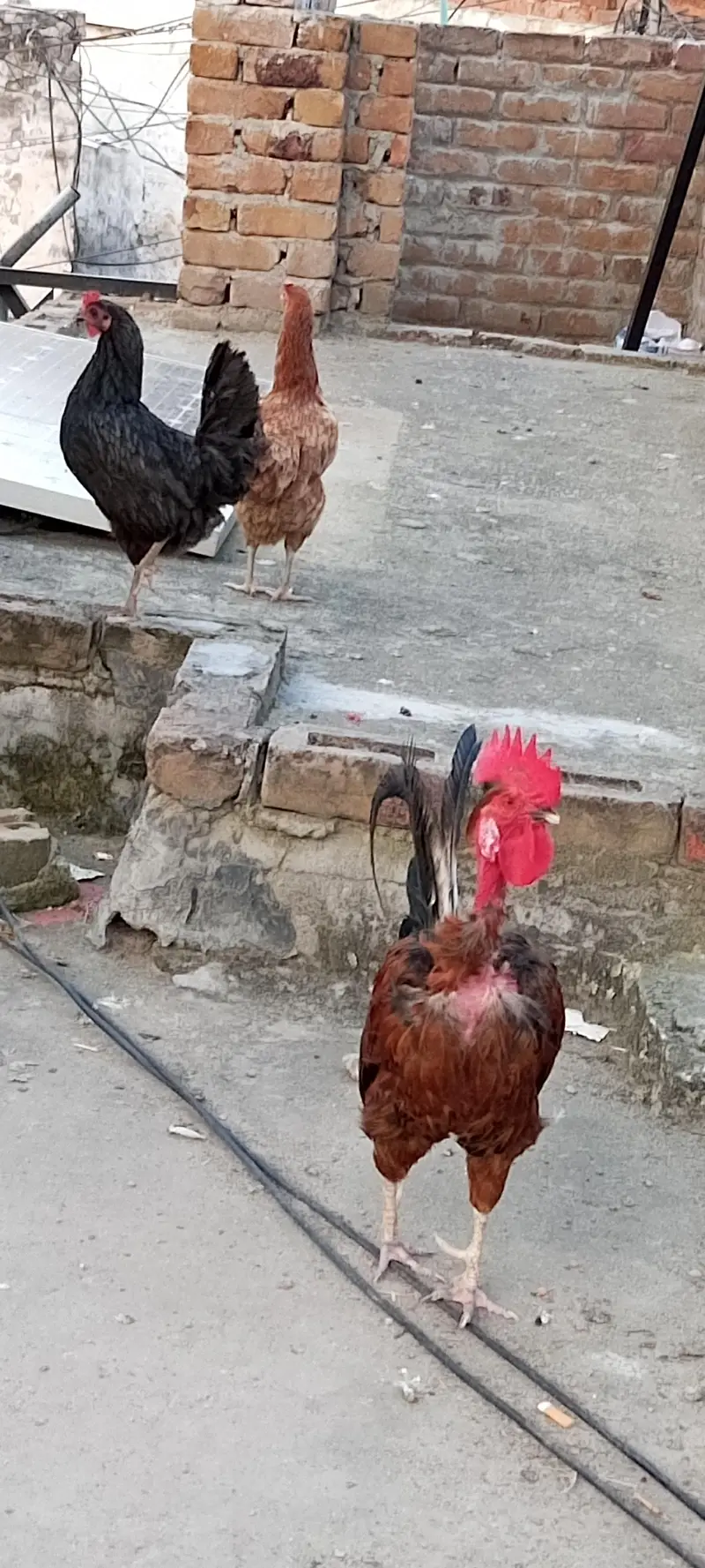 Egg Laying Hens desi misri — photo 2