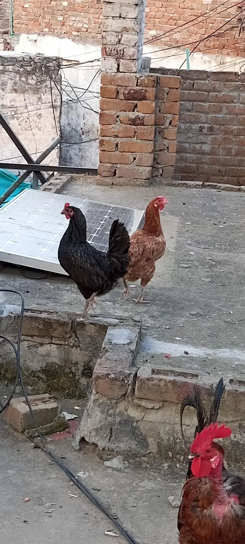 Egg Laying Hens desi misri — photo 3