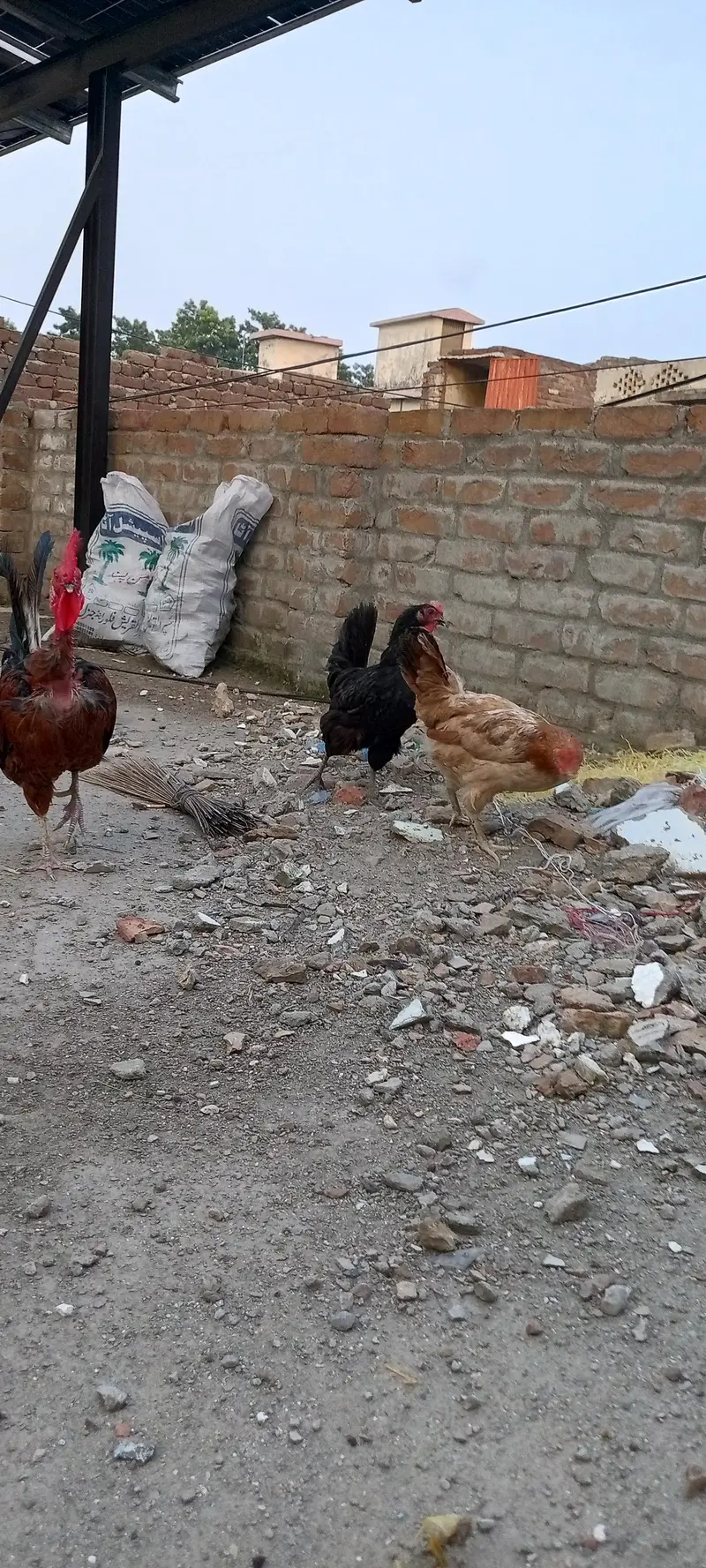 Egg Laying Hens desi misri — photo 4