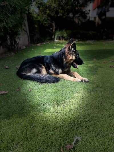 Premium 5-Month-Old German Shepherd Puppy