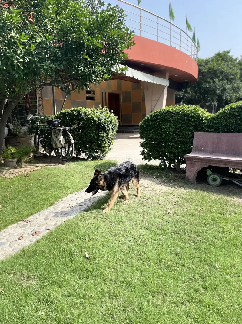 German Shepherd|Trip Coat Dog| Predicated Dog — photo 2