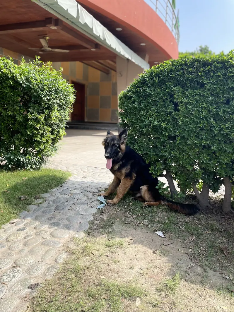 German Shepherd|Trip Coat Dog| Predicated Dog — photo 3