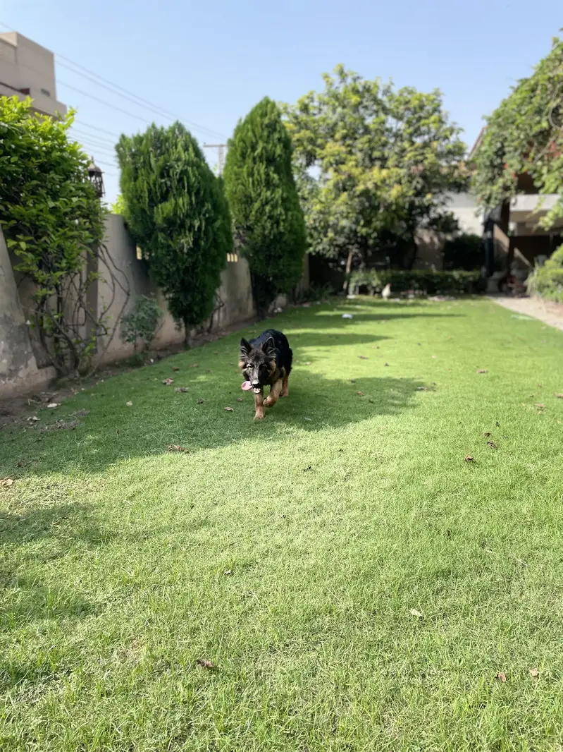 German Shepherd|Trip Coat Dog| Predicated Dog — photo 4