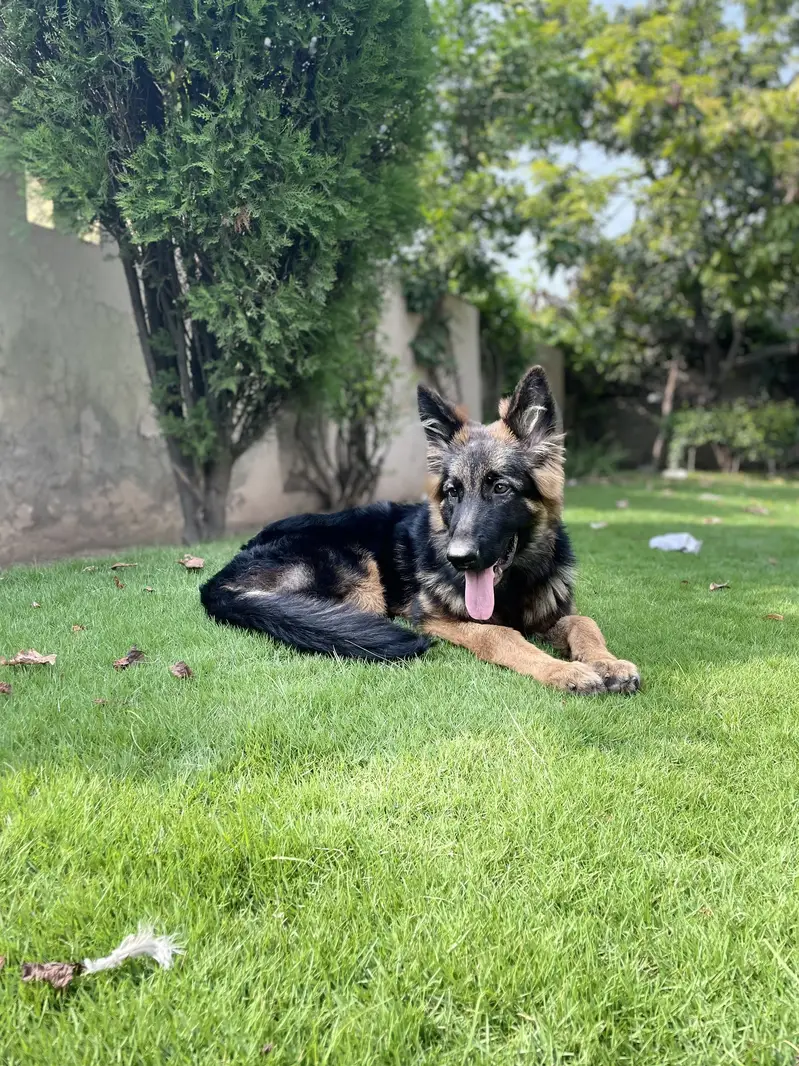 German Shepherd|Trip Coat Dog| Predicated Dog — photo 5