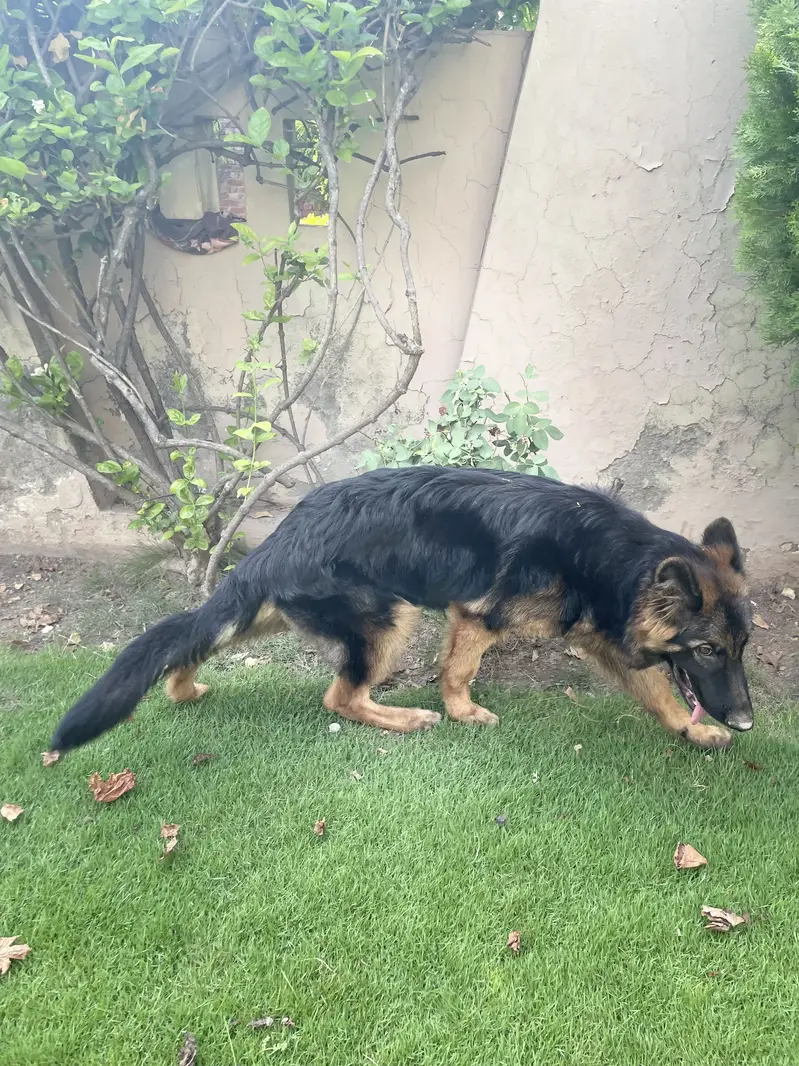 German Shepherd|Trip Coat Dog| Predicated Dog — photo 6