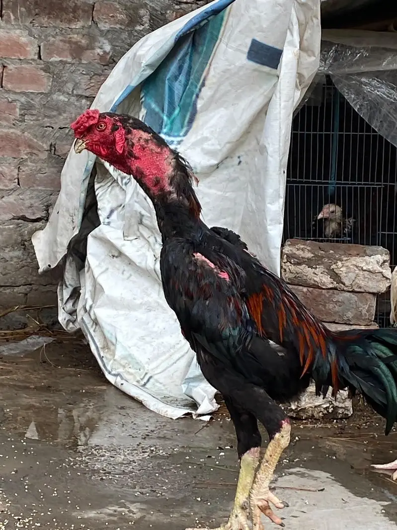 Kana waleti patha sale & exchange — photo 2