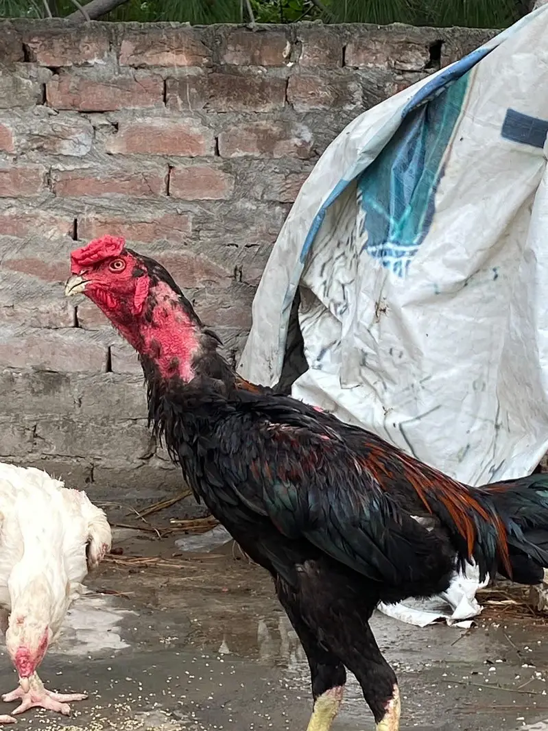 Kana waleti patha sale & exchange — photo 4