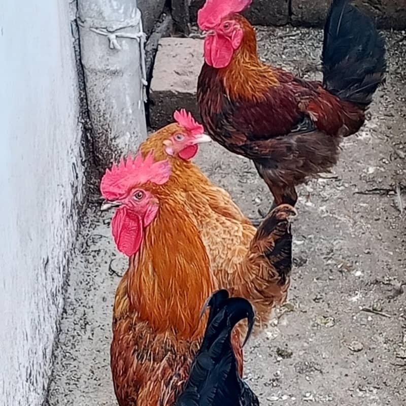 hen,cocks, chicks 0