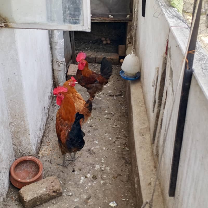 hen,cocks, chicks 1
