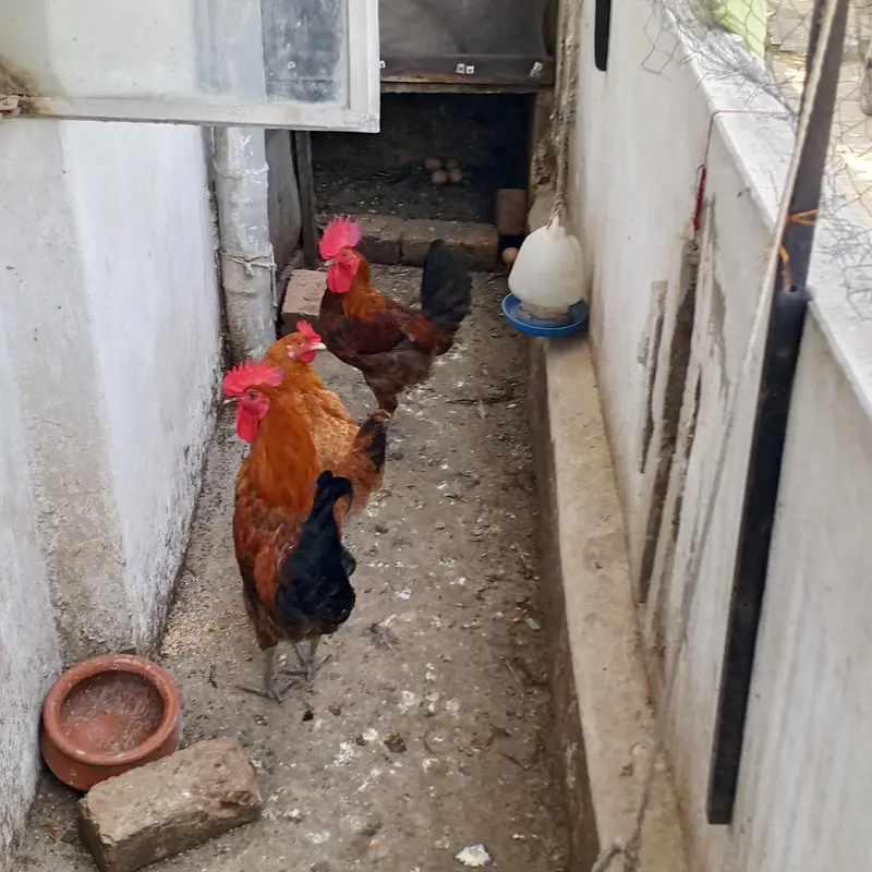 hen,cocks, chicks — photo 2