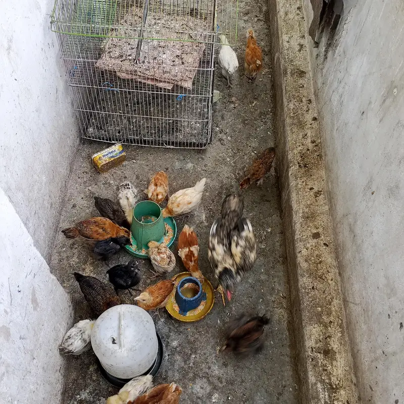 hen,cocks, chicks — photo 3