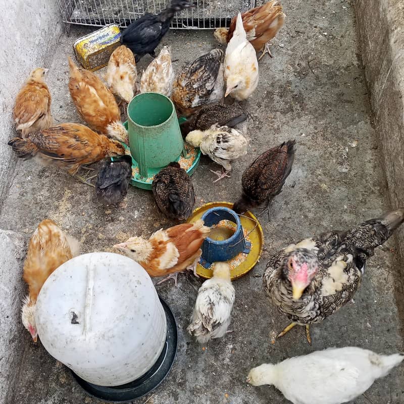hen,cocks, chicks 3