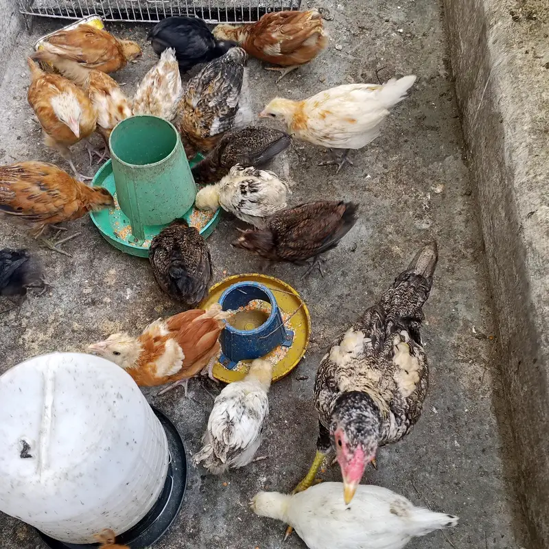 hen,cocks, chicks — photo 5