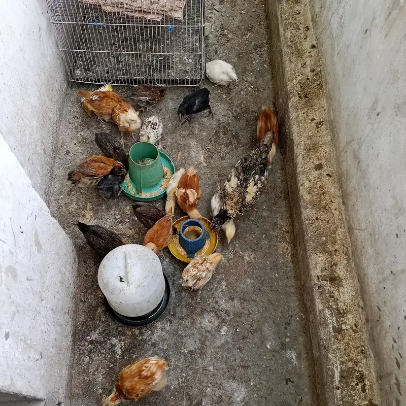 hen,cocks, chicks — photo 6