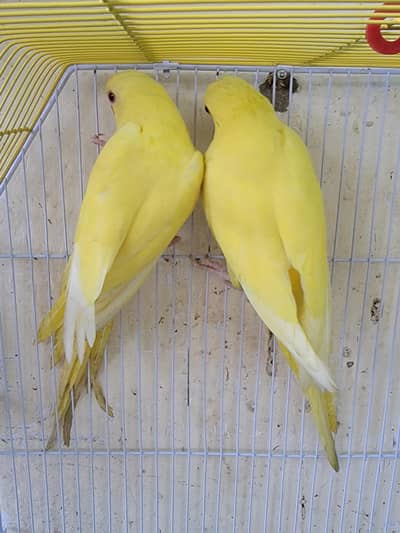 yellow ring neck for sale