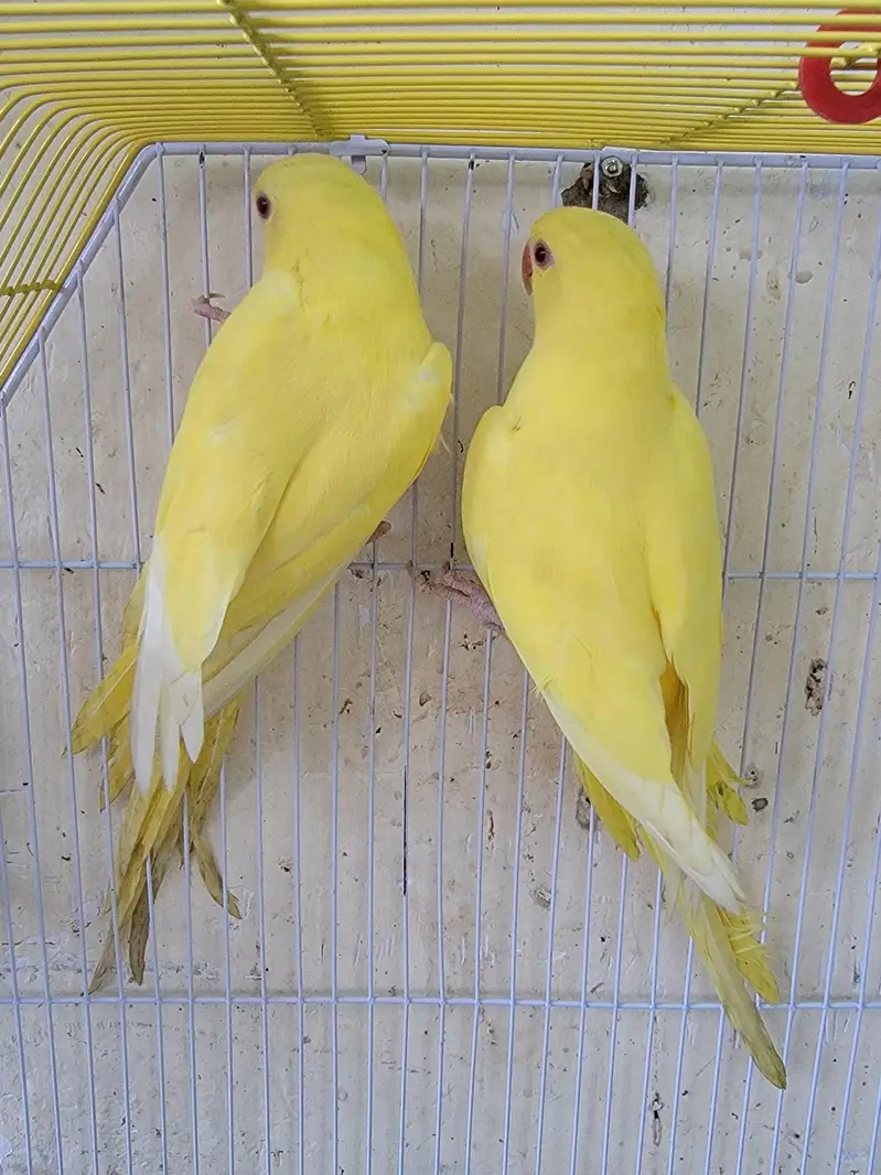 yellow ring neck for sale — photo 3