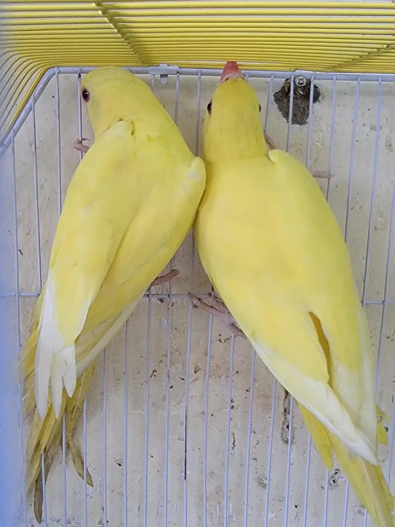 yellow ring neck for sale — photo 4