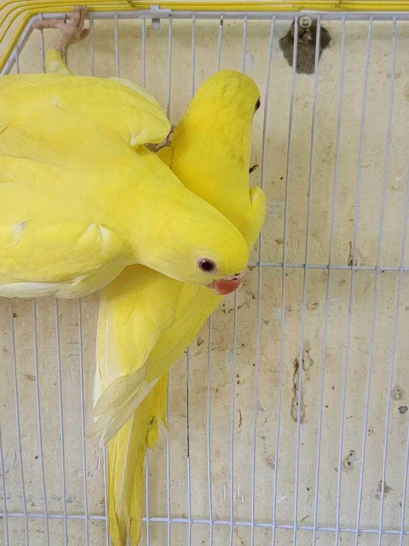 yellow ring neck for sale — photo 6