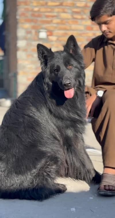Black German Shepherd stud