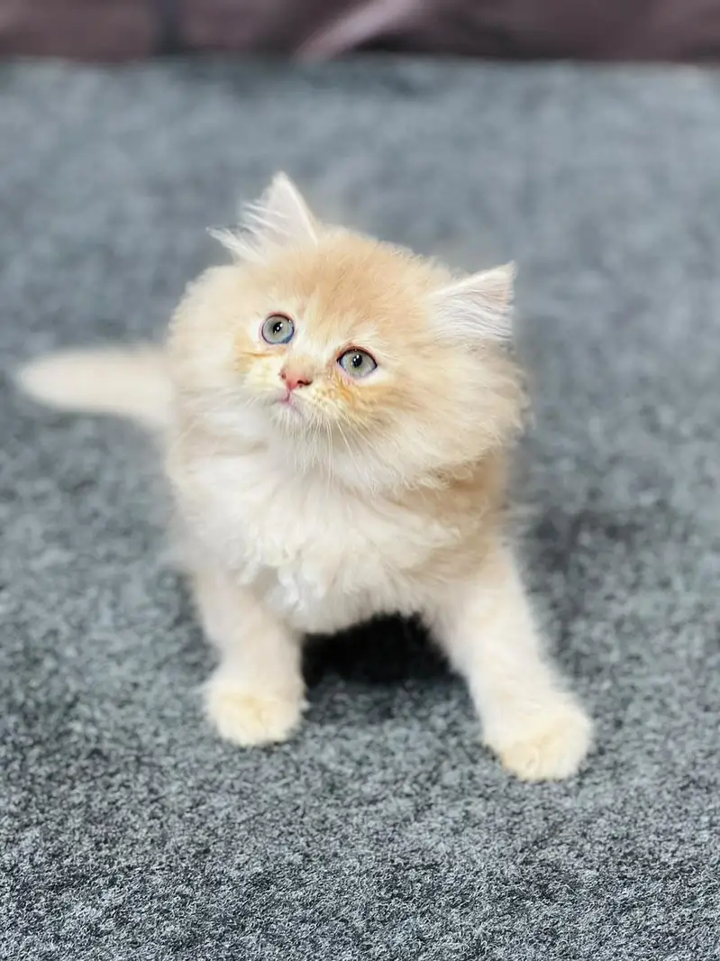 cash on delivery parshion kitten cat male female — photo 4
