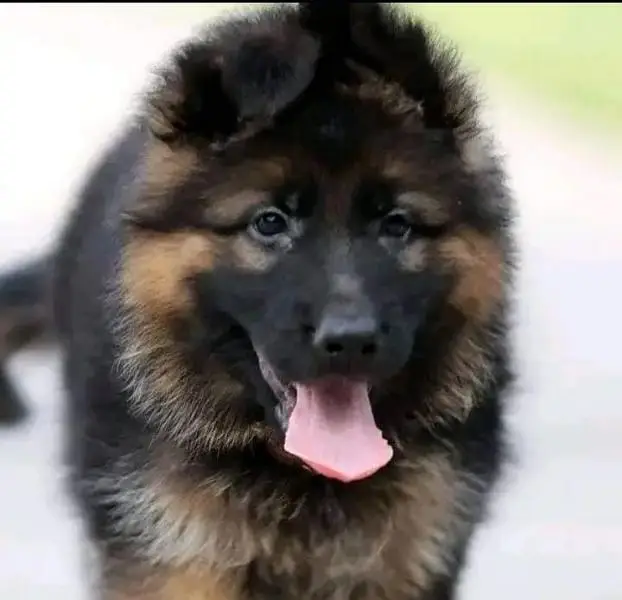 German shepherd puppies 03451838702 what's up contact — photo 3